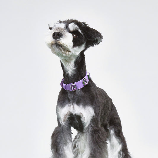 Olympus Crystal Leather Collar - Mystic Purple