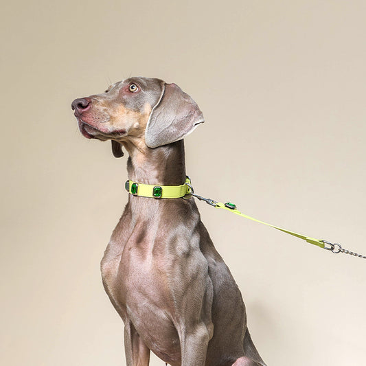 Olympus Crystal Leather Dog Collar - Bamboo Green