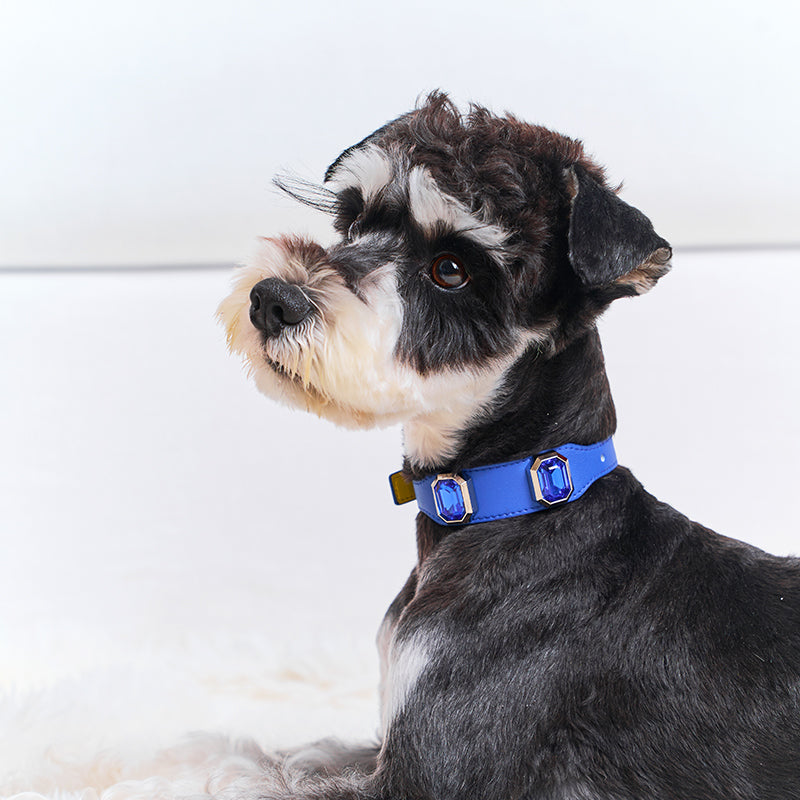 Olympus Crystal Leather Collar - Cosmos Blue