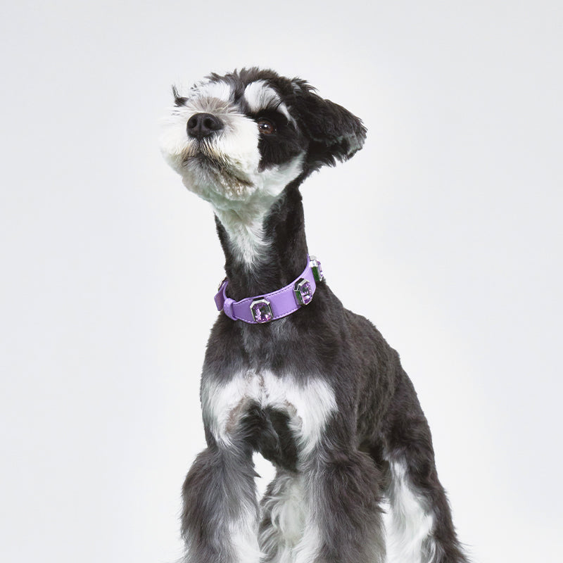 Olympus Crystal Leather Collar - Mystic Purple